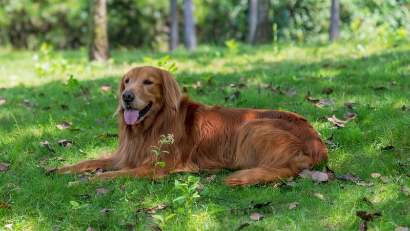 How to keep your dog and other pets cool in the heat, and what not to do